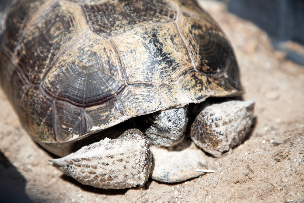 Tortoise Relocation Keeps Land Adaptable to Marine Corps Logistics