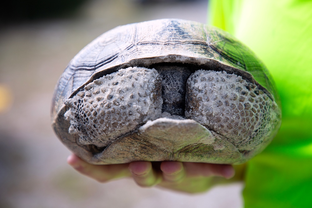 Tortoise Relocation Keeps Land Adaptable to Marine Corps Logistics