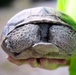 Tortoise Relocation Keeps Land Adaptable to Marine Corps Logistics