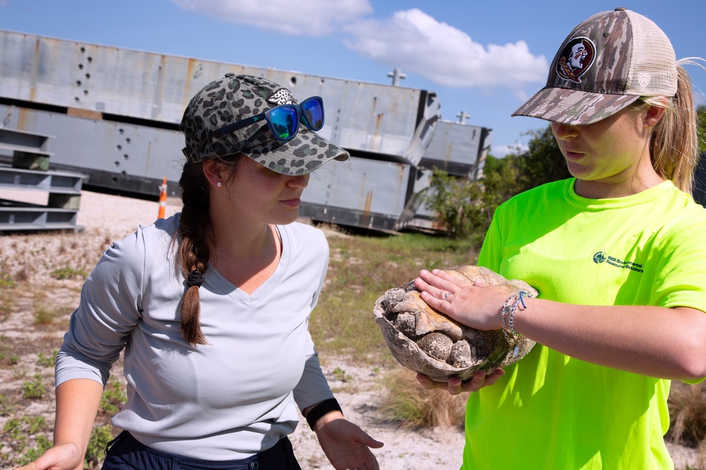 Tortoise Relocation Keeps Land Adaptable to Marine Corps Logistics