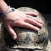 Tortoise Relocation Keeps Land Adaptable to Marine Corps Logistics