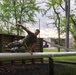 CBIRF Corporals Course Culminating Event