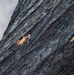 From Risk to Recovery: Arborists Aid Fire Survivors