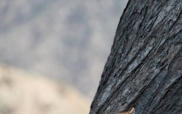 From Risk to Recovery: Arborists Aid Fire Survivors