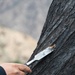 From Risk to Recovery: Arborists Aid Fire Survivors
