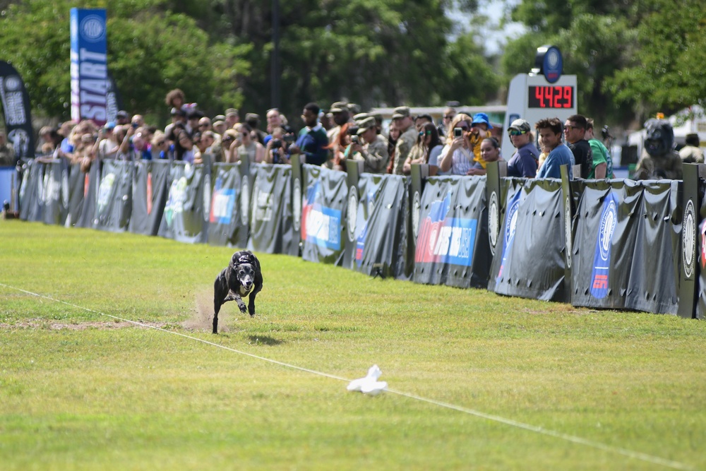 Paws, pride &amp; patriotism: Fort Stewart, Hunter hosts AKC competition for Army 250