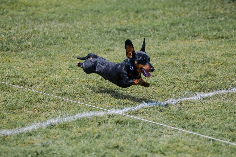 Paws, pride &amp; patriotism: Fort Stewart, Hunter hosts AKC competition for Army 250