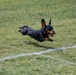 Paws, pride &amp; patriotism: Fort Stewart, Hunter hosts AKC competition for Army 250
