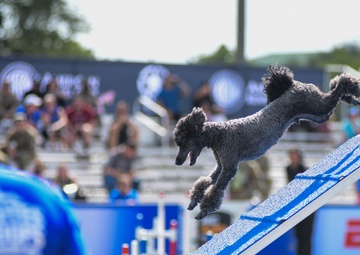 Paws, pride &amp; patriotism: Fort Stewart, Hunter hosts AKC competition for Army 250