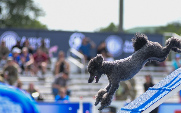 Paws, pride &amp; patriotism: Fort Stewart, Hunter hosts AKC competition for Army 250