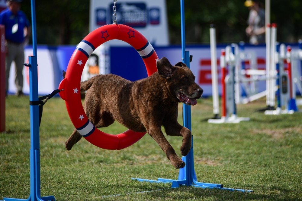 Paws, pride &amp; patriotism: Fort Stewart, Hunter hosts AKC competition for Army 250