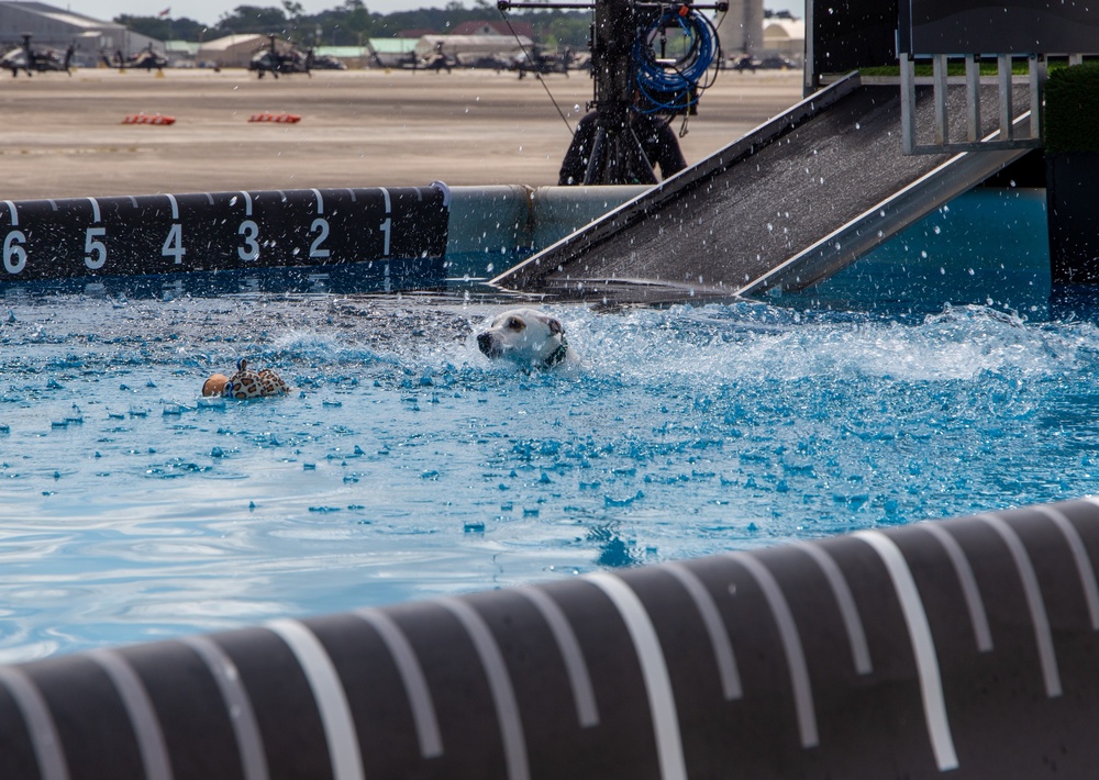 Paws, pride &amp; patriotism: Fort Stewart, Hunter hosts AKC competition for Army 250