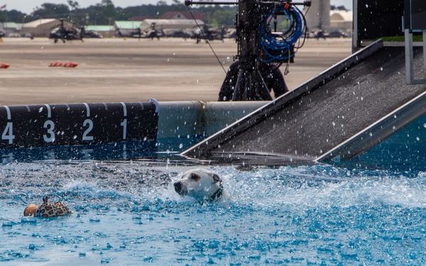Paws, pride &amp; patriotism: Fort Stewart, Hunter hosts AKC competition for Army 250