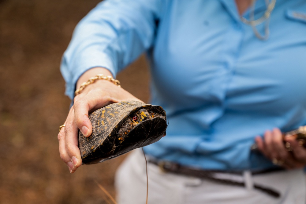 Searching for Turtles on Mulberry Island