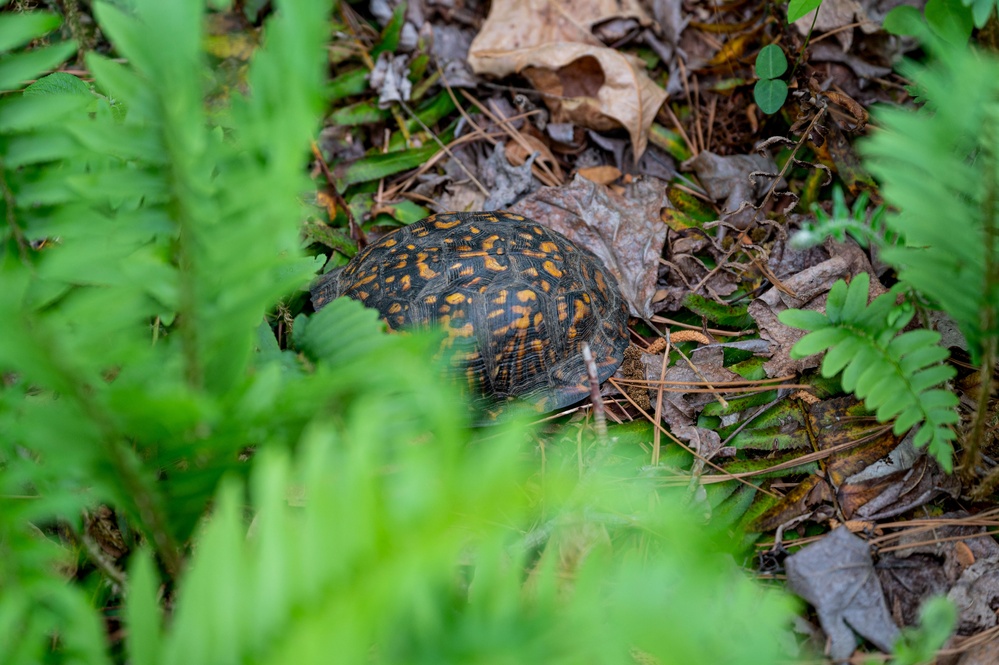 Searching for Turtles on Mulberry Island