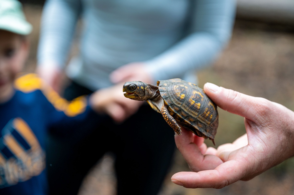 Searching for Turtles on Mulberry Island