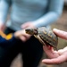 Searching for Turtles on Mulberry Island