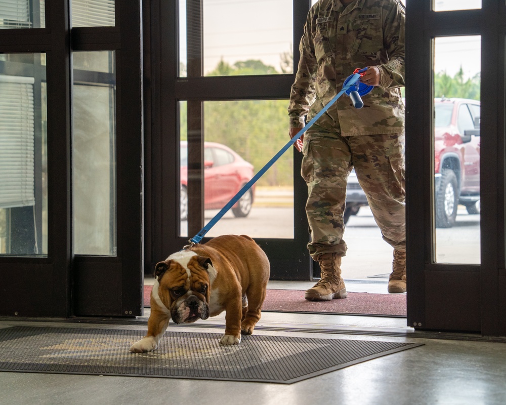 Rocky the bulldog in-processes at 3rd ID