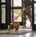 Rocky the bulldog in-processes at 3rd ID