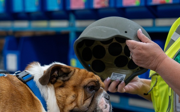 Rocky the bulldog in-processes at 3rd ID