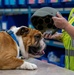 Rocky the bulldog in-processes at 3rd ID