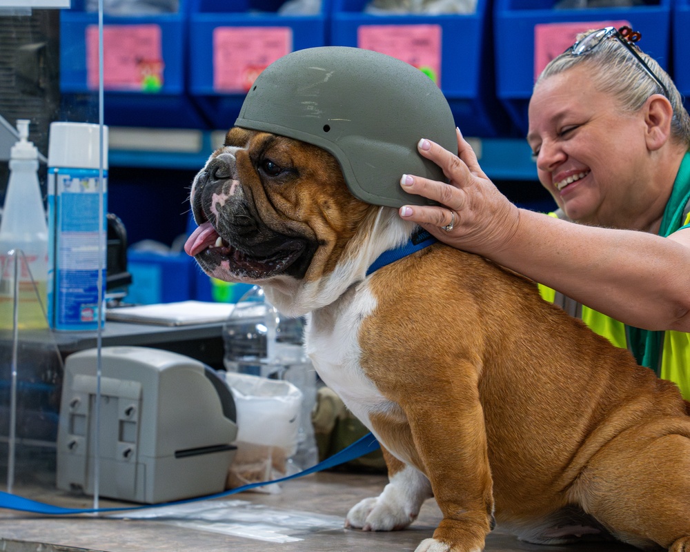 Rocky the bulldog in-processes at 3rd ID