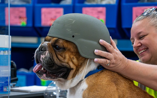 Rocky the bulldog in-processes at 3rd ID