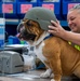 Rocky the bulldog in-processes at 3rd ID
