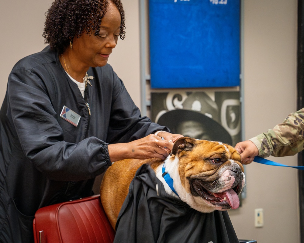 Rocky the bulldog in-processes at 3rd ID