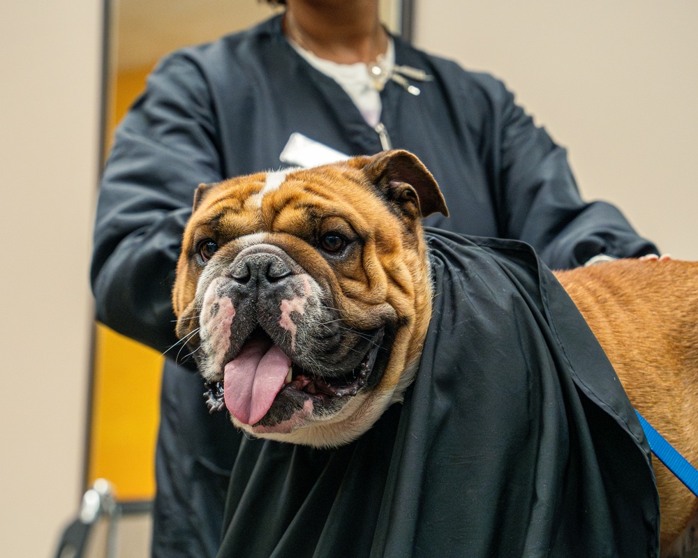 Rocky the bulldog in-processes at 3rd ID