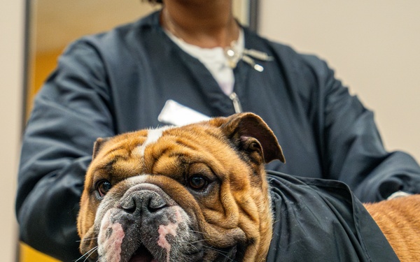 Rocky the bulldog in-processes at 3rd ID