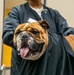 Rocky the bulldog in-processes at 3rd ID
