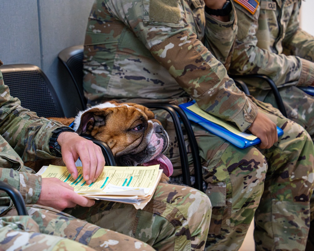 Rocky the bulldog in-processes at 3rd ID