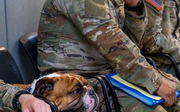 Rocky the bulldog in-processes at 3rd ID