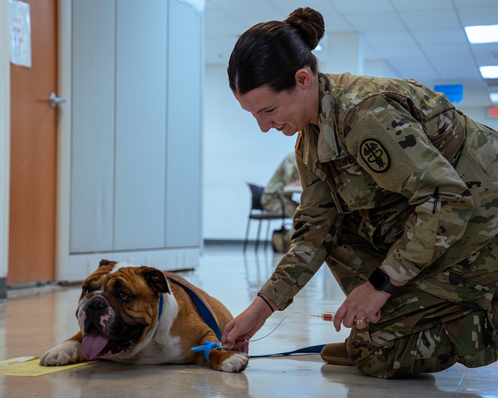 Rocky the bulldog in-processes at 3rd ID