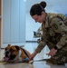 Rocky the bulldog in-processes at 3rd ID