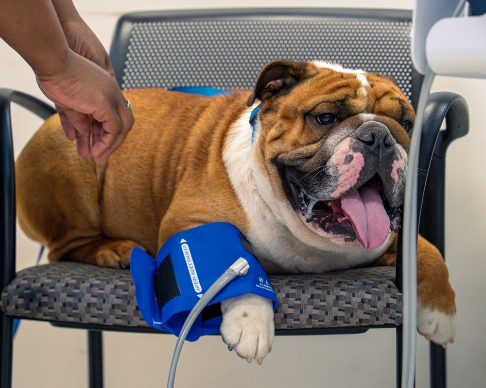 Rocky the bulldog in-processes at 3rd ID