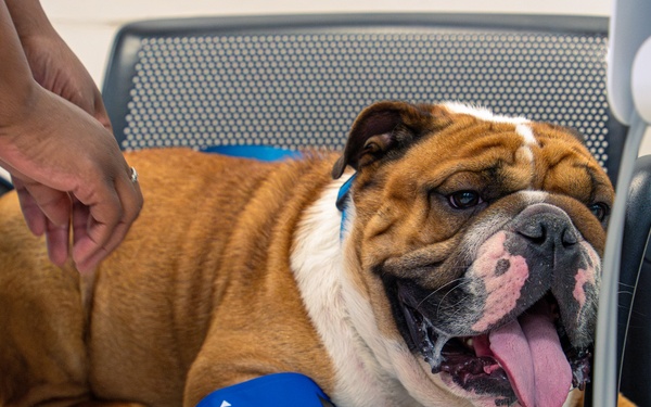 Rocky the bulldog in-processes at 3rd ID