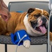 Rocky the bulldog in-processes at 3rd ID