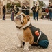 Bruno goes to the SD Legion Rugby Military appreciation game with Marine Band San Diego