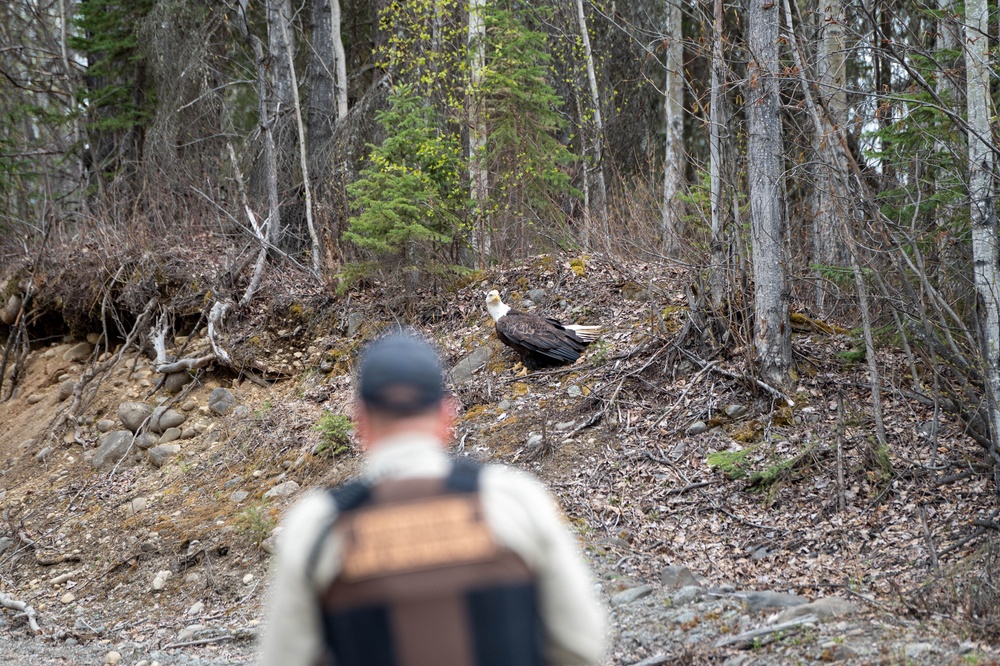 Conservation Law Enforcement Officer helps wildlife on Joint Base Elemendorf-Richardson
