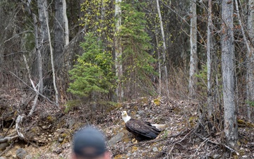 Conservation Law Enforcement Officer helps wildlife on Joint Base Elemendorf-Richardson