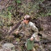 U.S. SOF personnel, enablers reinforce fundamentals at land-navigation event