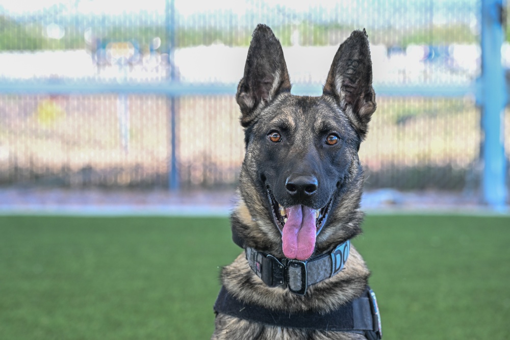 MWD Rex joins 75th Security Forces Squadron
