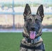 MWD Rex joins 75th Security Forces Squadron