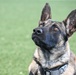 MWD Rex joins 75th Security Forces Squadron