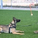 MWD Rex joins 75th Security Forces Squadron