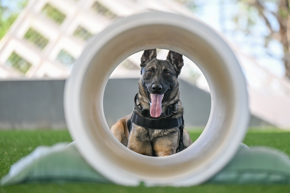 MWD Rex joins 75th Security Forces Squadron