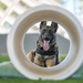 MWD Rex joins 75th Security Forces Squadron