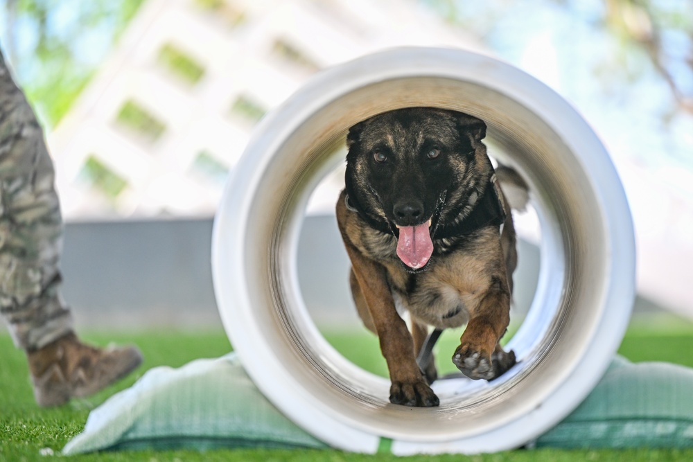 MWD Rex joins 75th Security Forces Squadron